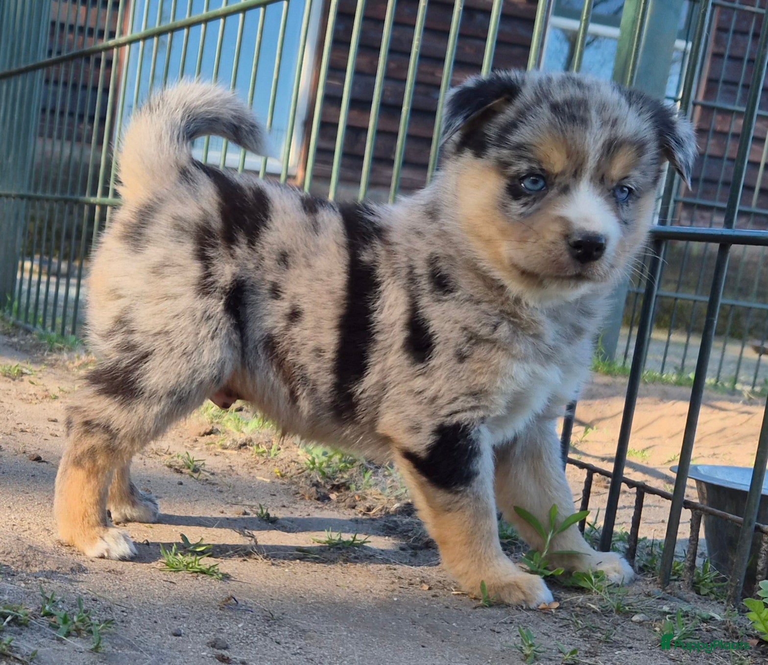 Kruising honden Mini australian shepherd pup - Advertentie 16