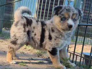Kruising honden Mini australian shepherd pup - Advertentie 16
