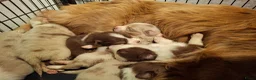 Australian Shepherd honden te koop: Raszuiver Australian Shepherd pups op de boerderij - Advertentie 9