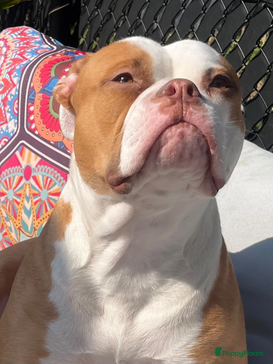 Amerikaanse Bulldog honden te koop: Amerikaanse Bulldog Teefje  - Advertentie 1