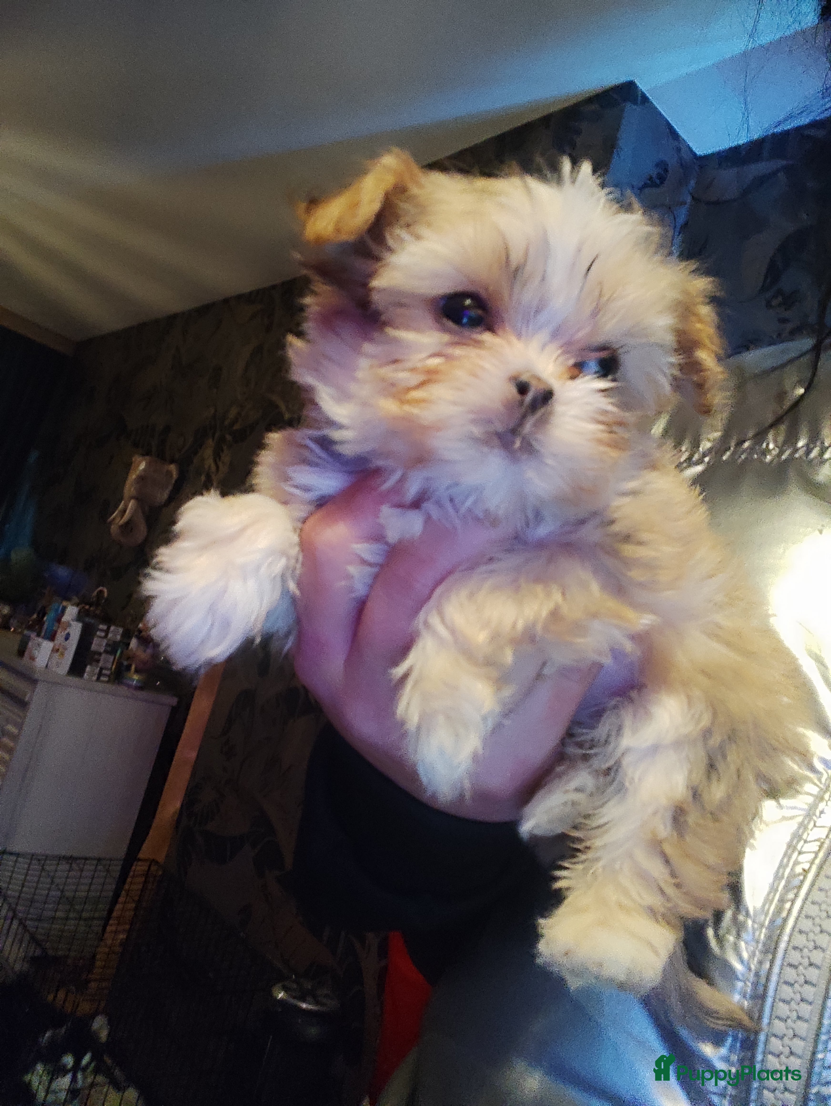 Kruising honden Shihtzu x pomeriaan (shipoo) - Advertentie 4
