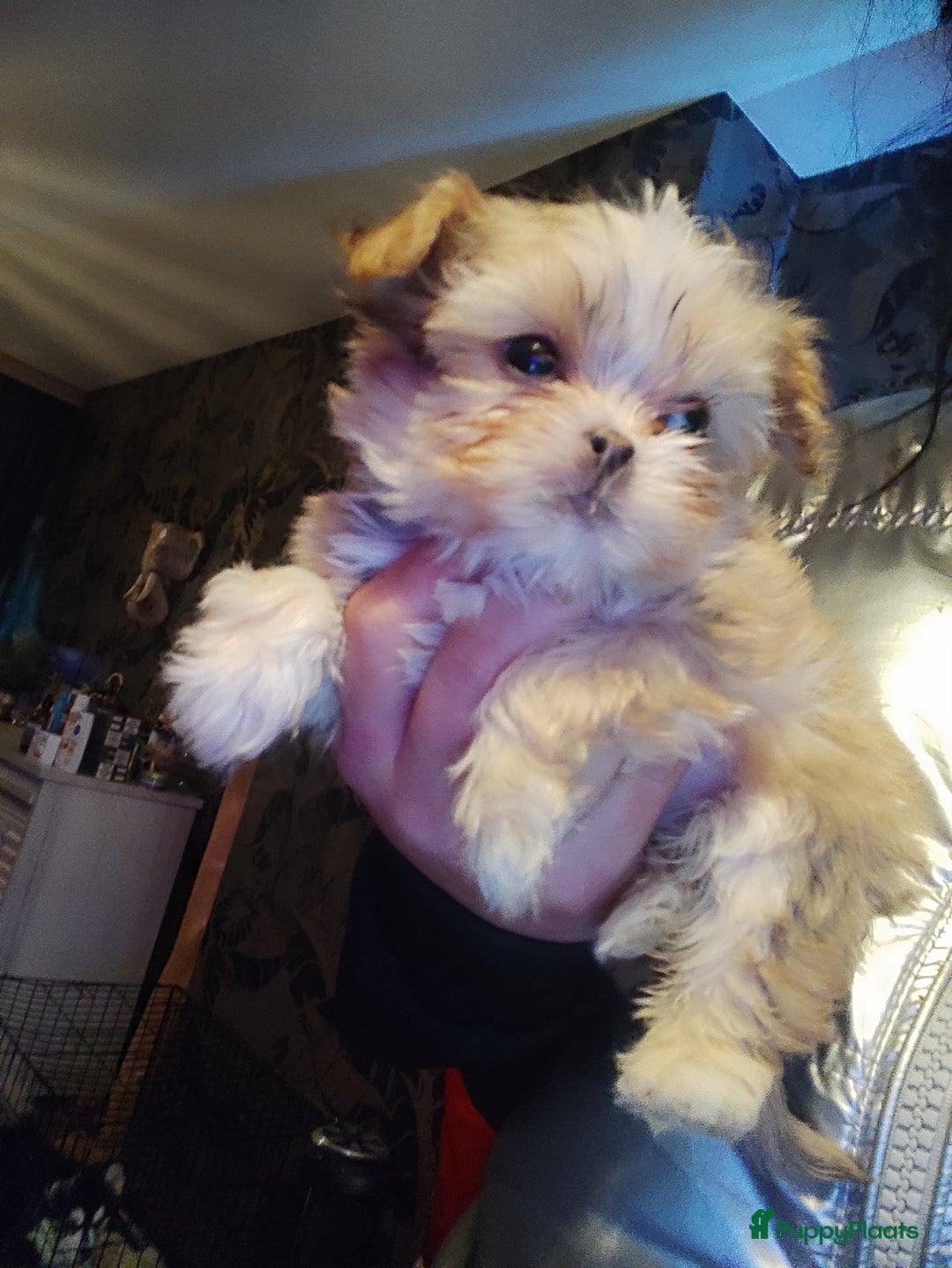 Kruising honden te koop: Shihtzu x pomeriaan (shipoo) - Advertentie 1