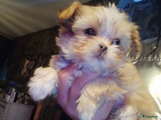 Kruising honden Shihtzu x pomeriaan (shipoo) - Advertentie 14