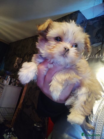 Kruising honden - Advertentie 9