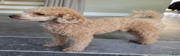 Poedel Toy honden ter dekking: Dekreu beschikbaar: Toy Poedel met FCI stamboom  - Advertentie 4