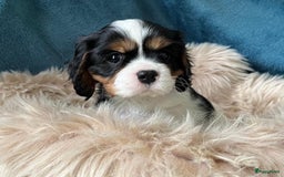 Cavalier King Charles Spaniel honden te koop: Cavalier King Charles Spaniel in Makkinga - Afbeelding 17