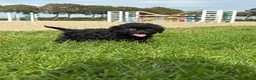 Kruising honden te koop: Maltipoo x boomer pups  - Advertentie 25