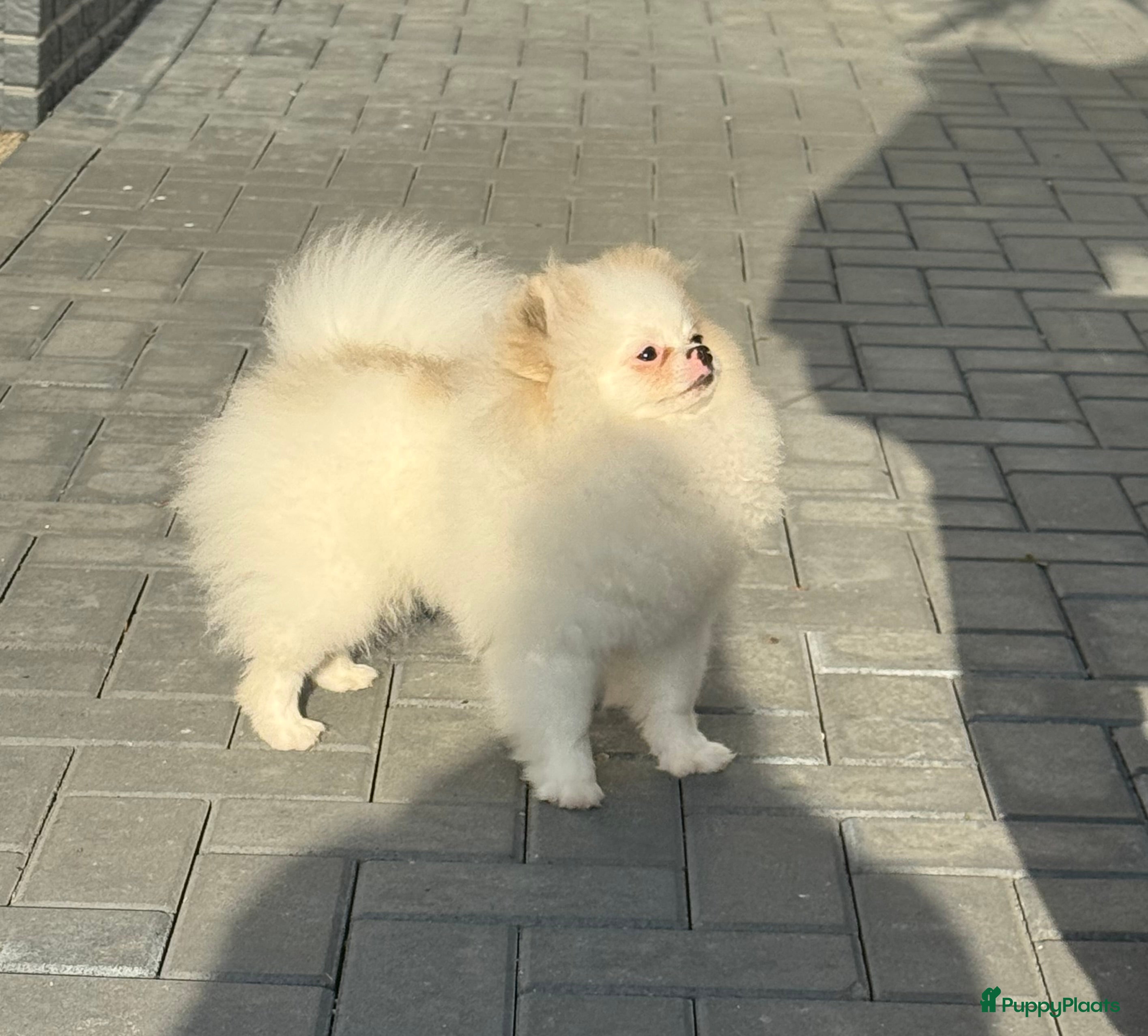 Pomeriaan honden 100% pomeriaan reutje uit show lijn - Advertentie 1