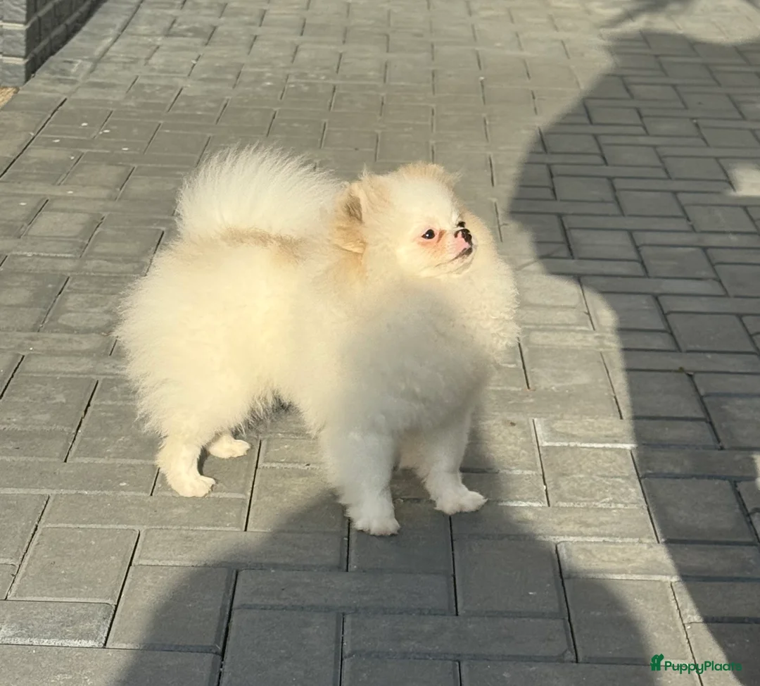 Pomeriaan honden te koop: 100% pomeriaan reutje uit show lijn - Advertentie 1