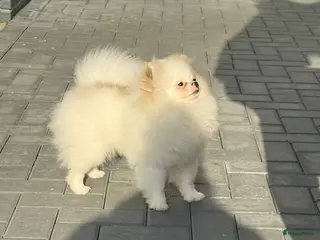Pomeriaan honden 100% pomeriaan reutje uit show lijn - Advertentie 1