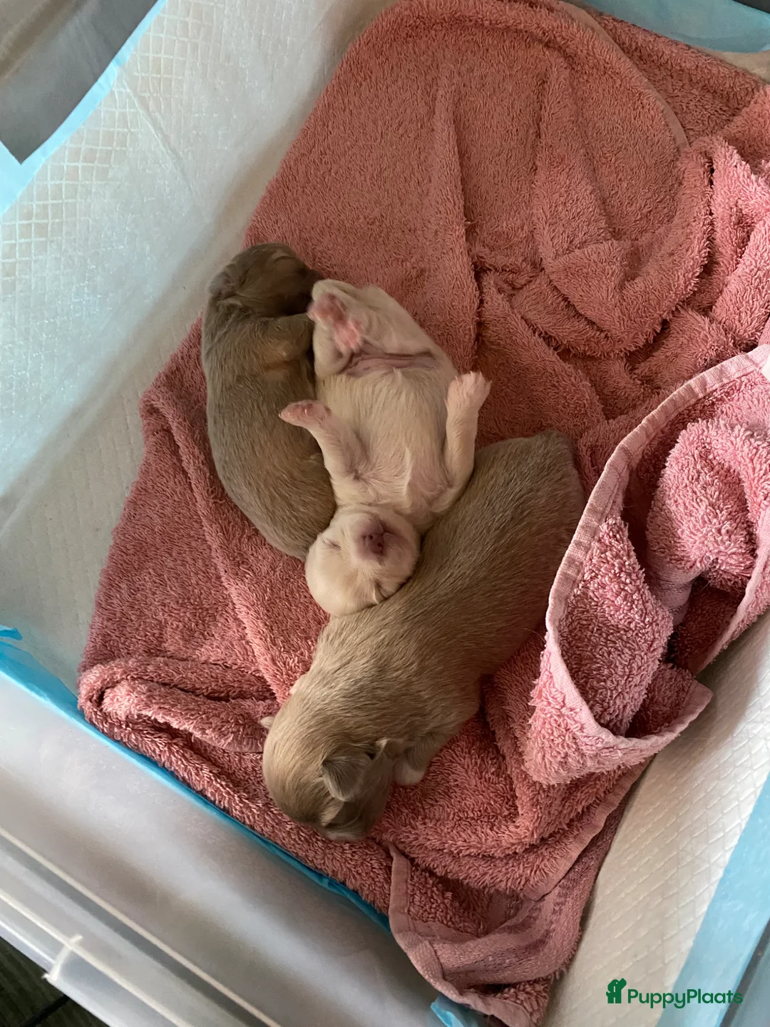 Chihuahua honden te koop: Chihuahua pups - Advertentie 2