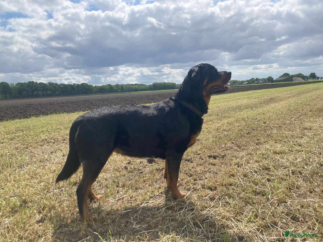 Rottweiler honden te koop: Mooie Rottweiler pups - Afbeelding 26