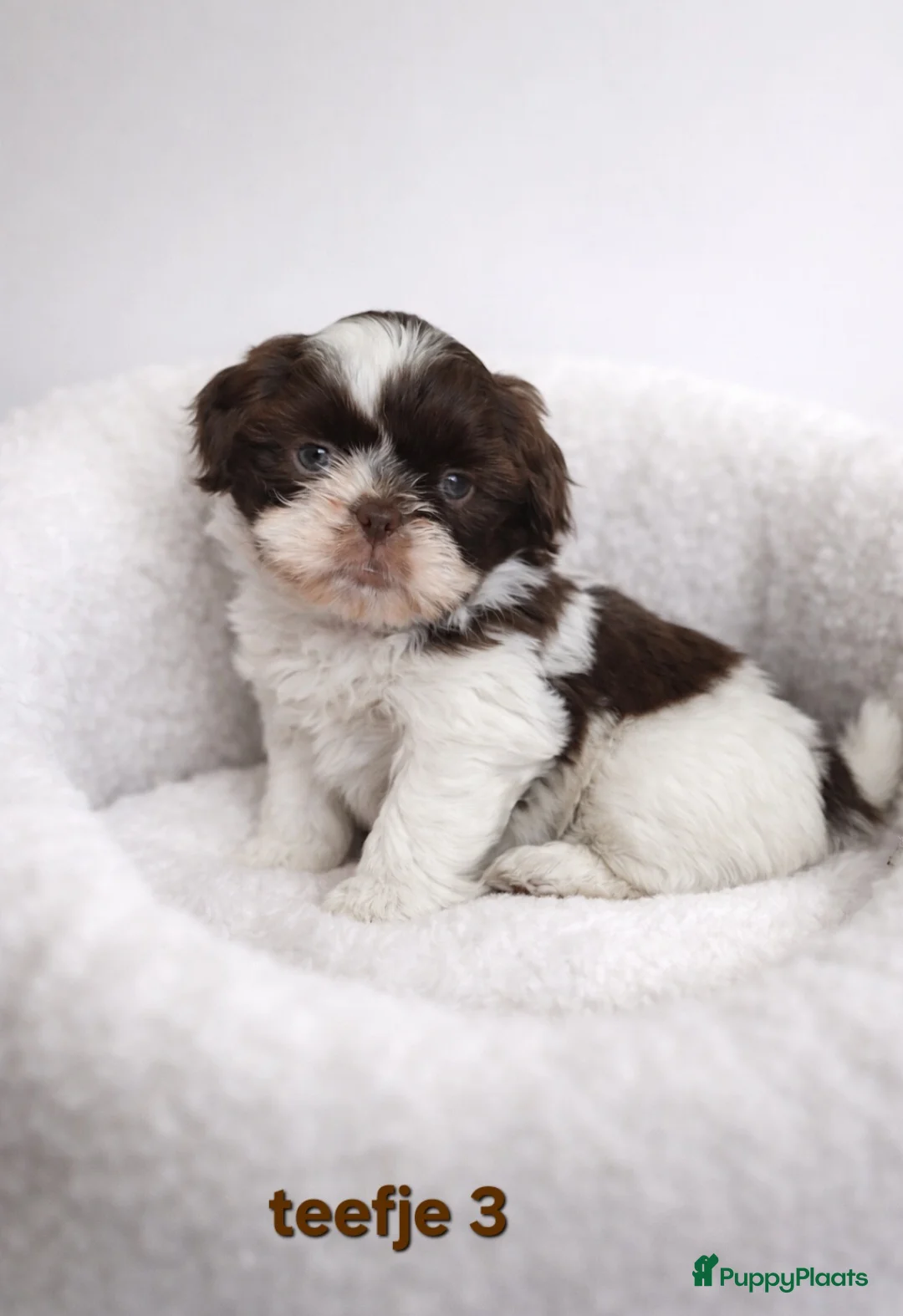 Boomer honden te koop: Super mooi gezonde boomer pups. Ook Choco en merle - Advertentie 10