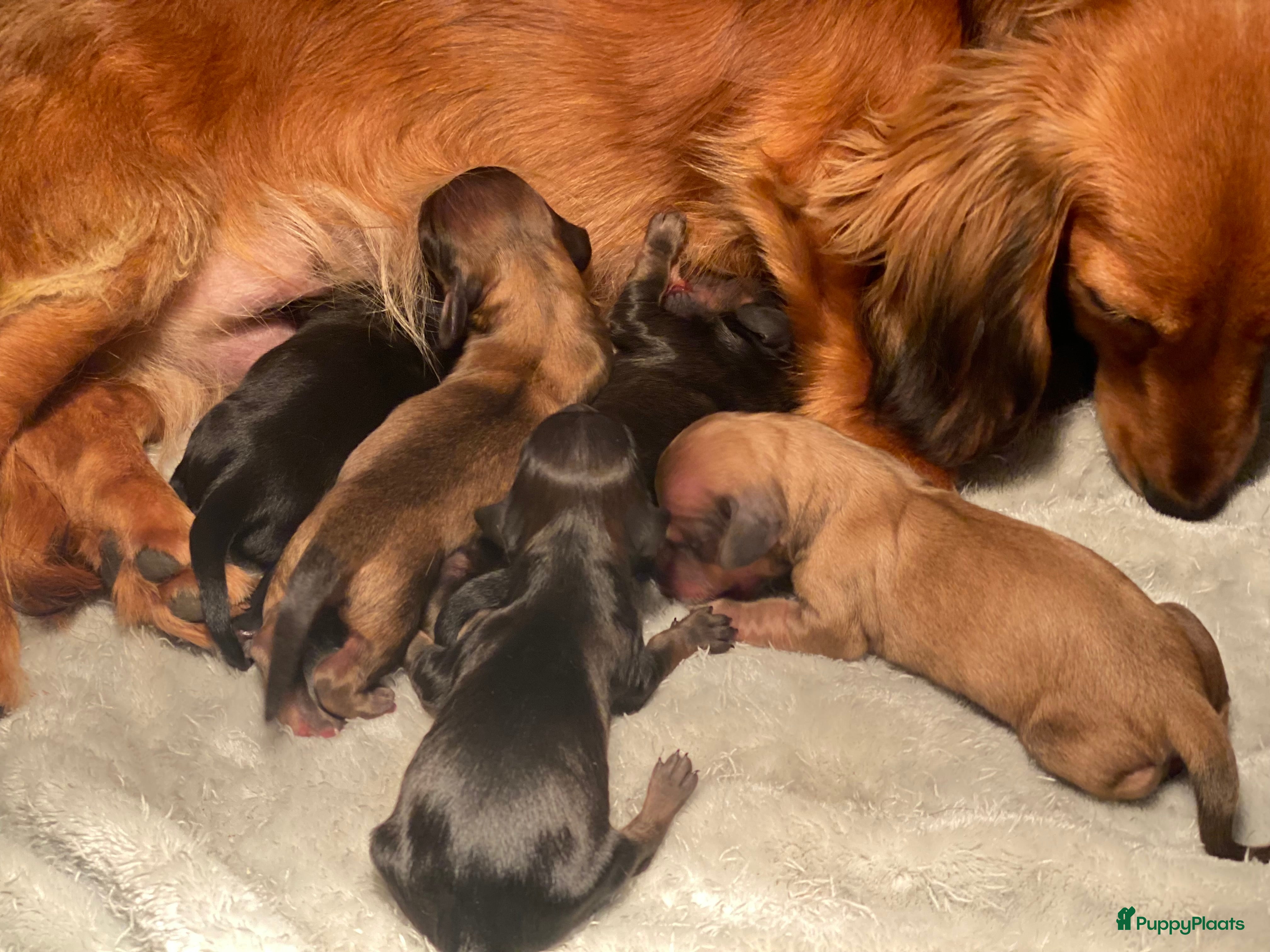 Teckel (langhaar) honden Langharige dwerg teckel pup - Advertentie 1