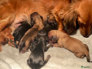 Teckel (langhaar) honden Langharige dwerg teckel pup - Advertentie 2
