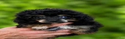Poedel Toy honden te koop: Drie toy poedel pupjes  - Advertentie 14
