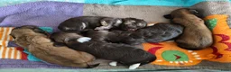 Havanezer honden te koop:  havanezerpups van geteste ouders met fci stamboom - Advertentie 13