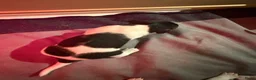 Jack Russel Terriër honden te koop: Schattige jack russels te koop  - Advertentie 9