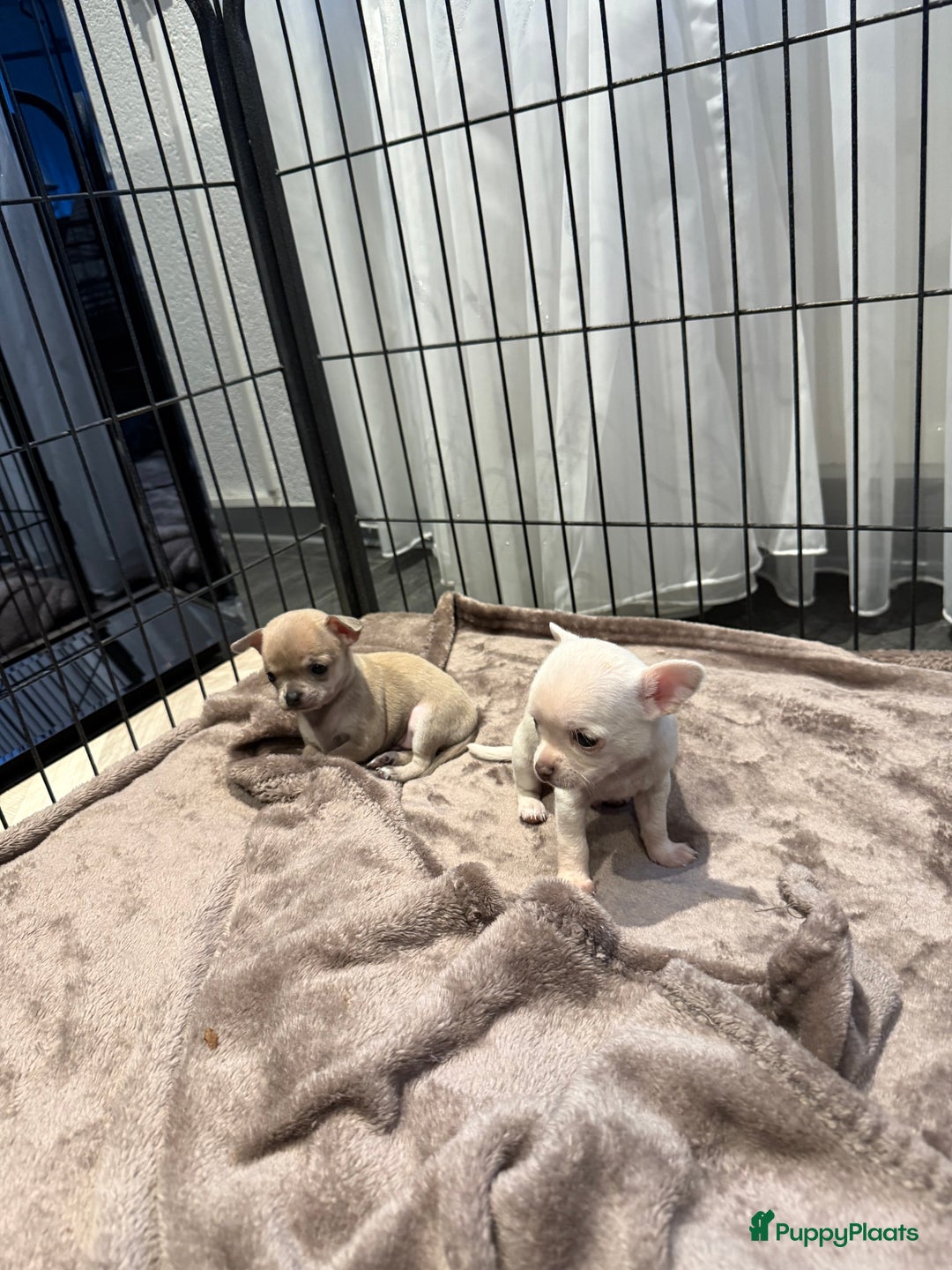 Chihuahua honden te koop: Te koop chihuahua pups - Advertentie 2