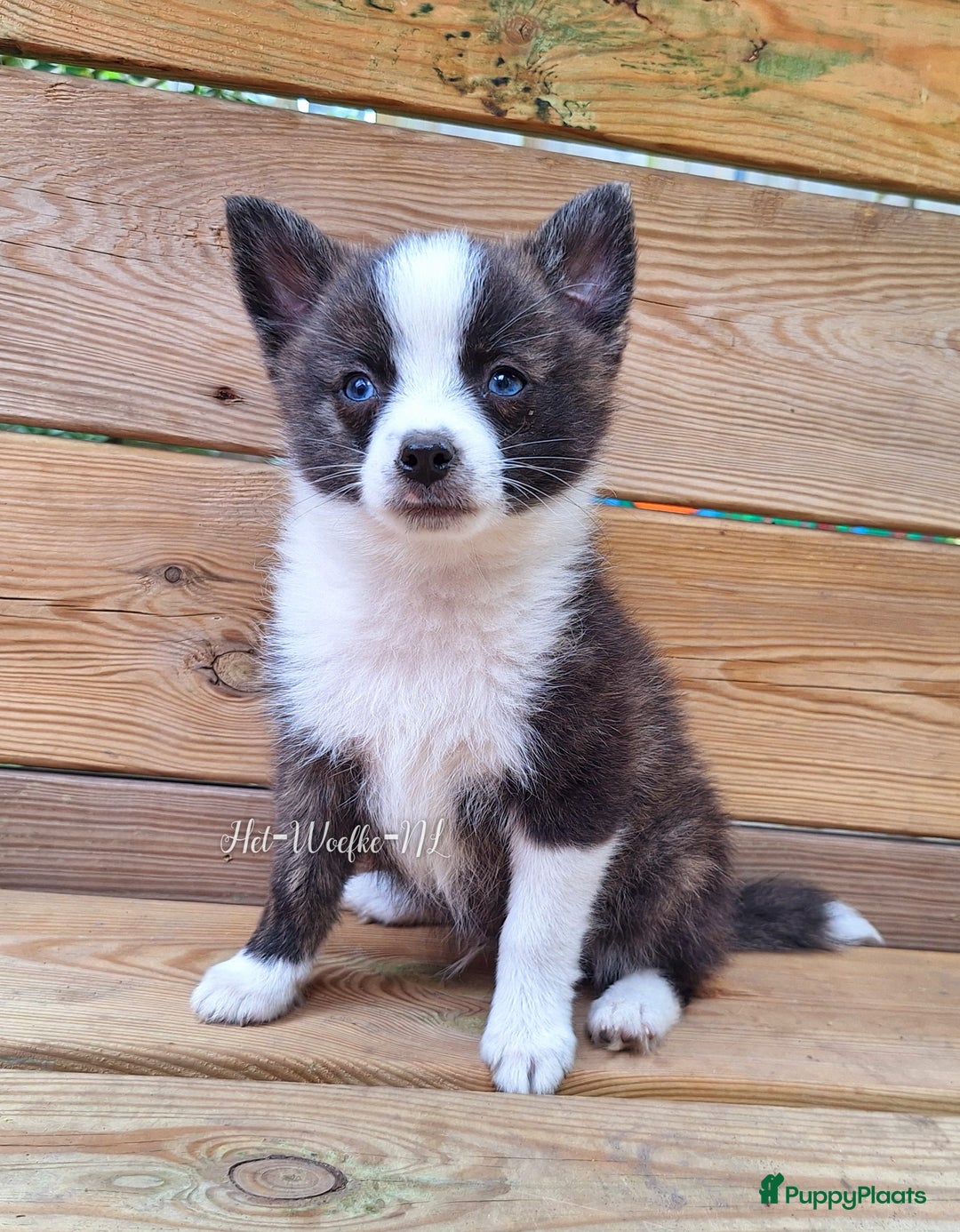 Pomsky honden te koop: Pomsky reutje Sunnie in Weert - Afbeelding 1