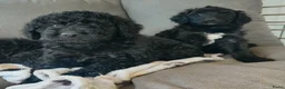 Labradoodle honden te koop: supermooi zwarte f4 multigen labradoodle pups - Advertentie 4
