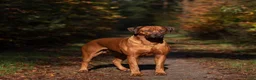 Rhodesian Ridgeback honden te koop: Prachtige Rhodesian Ridgeback pups met stamboom  - Advertentie 18