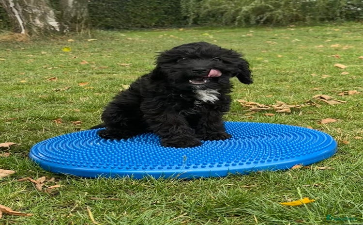 Cockapoo honden in Kessel - Advertentie 3