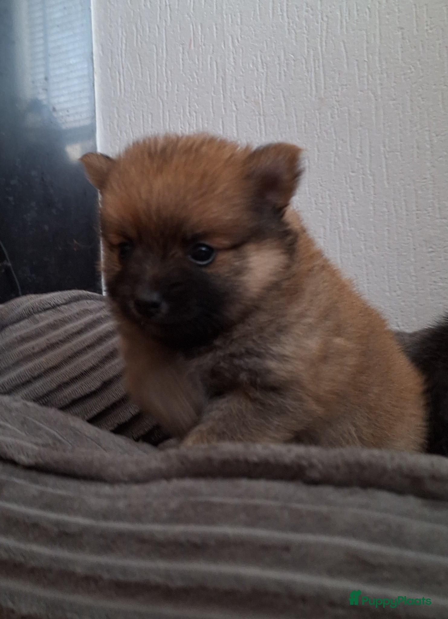 Pomsky honden te koop: Mellow 💙 F1b pomsky reu - Advertentie 2
