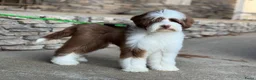 Australian Labradoodle honden te koop: Australian Labradoodle mini pups - Advertentie 4