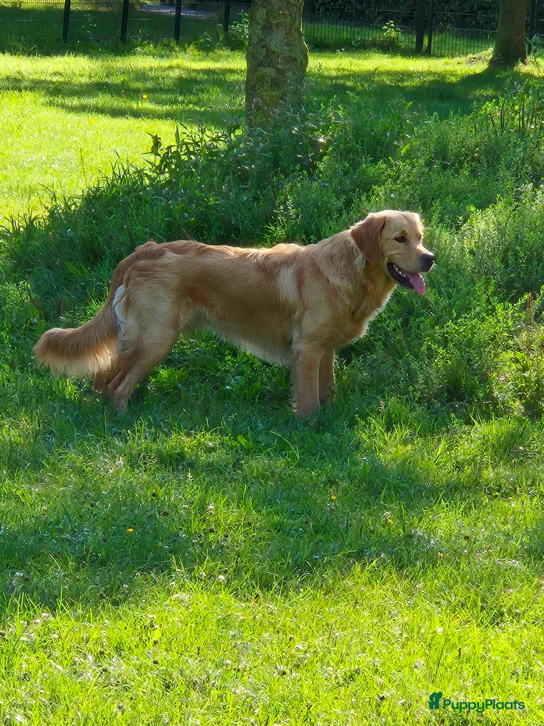 Golden Retriever honden te koop: Liefdevol en huiselijk nest Golden Retriever pups  - Advertentie 21