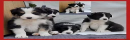 Border Collie honden te koop: Prachtige raszuivere Border Collie pups - Advertentie 6