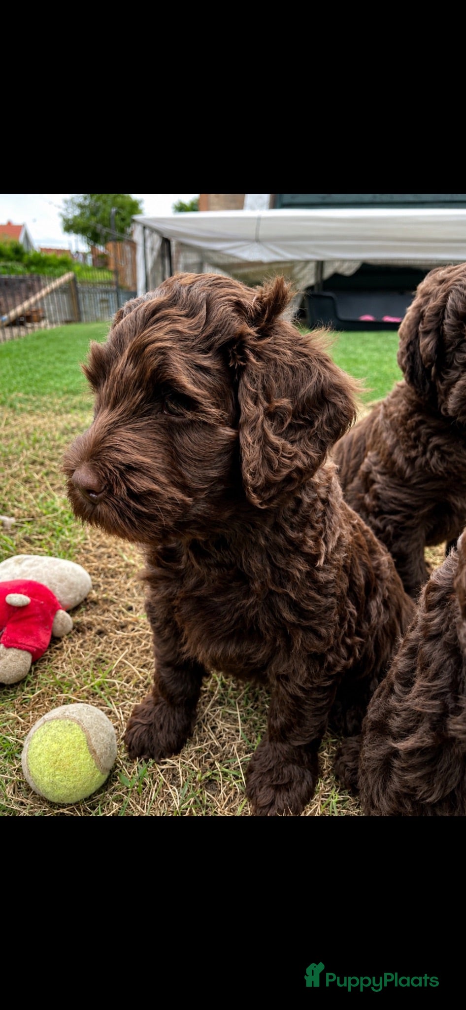 Labradoodle honden Mag nu mee  labradoodle reu met Australian bloed  - Advertentie 1