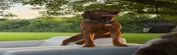 Vizsla korthaar honden te koop: Kortharige Hongaarse Vizsla-pups - Advertentie 12