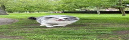 Australian Shepherd honden te koop: Australian shepherd australische herder pups - Advertentie 5