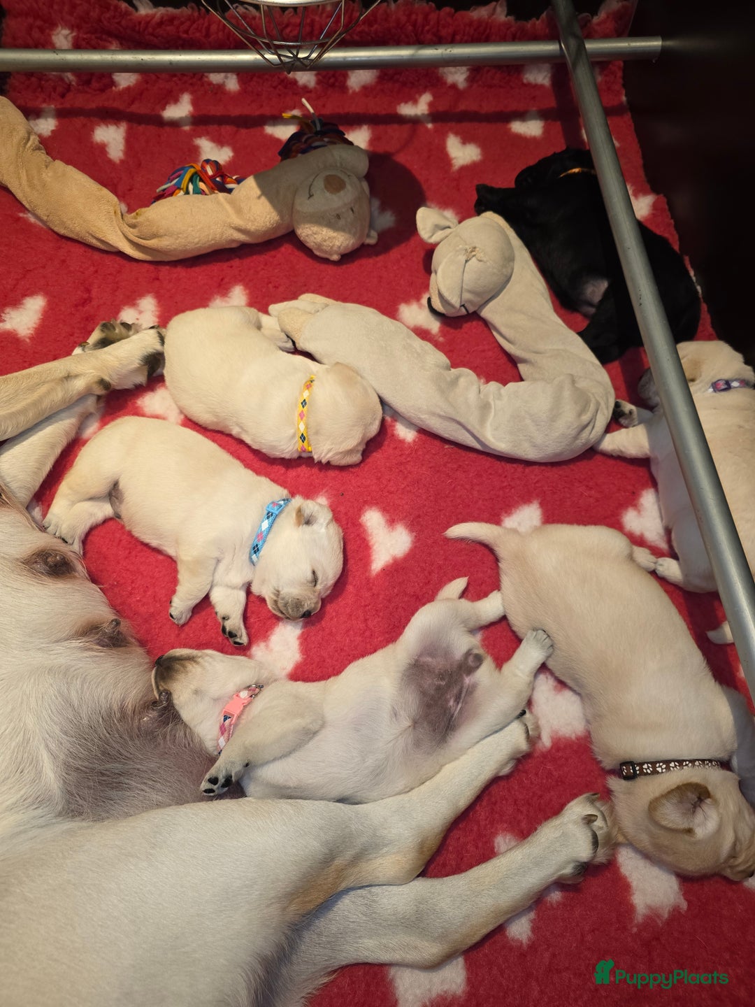 Labrador Retriever honden te koop: Prachtige blonde pups - Advertentie 7