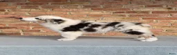 Miniature American Shepherd honden te koop: Mini Aussie (Miniature American Shepherd) - Advertentie 3