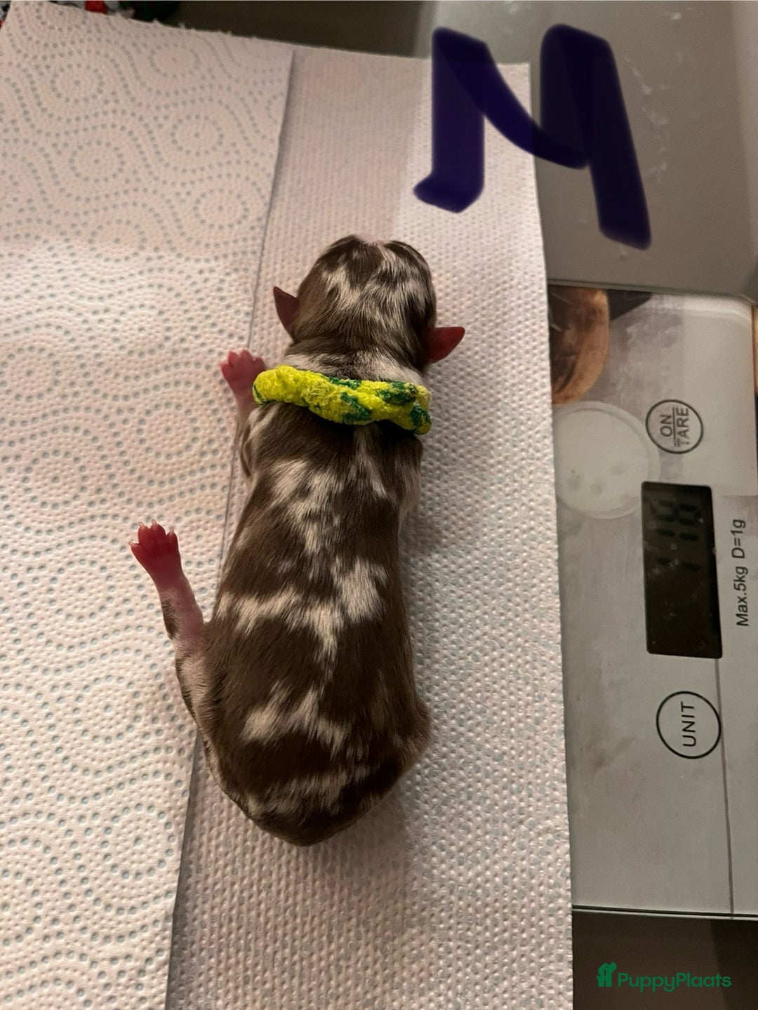 Chihuahua honden te koop: 6 lieve Chihuahua puppy’s - Advertentie 12