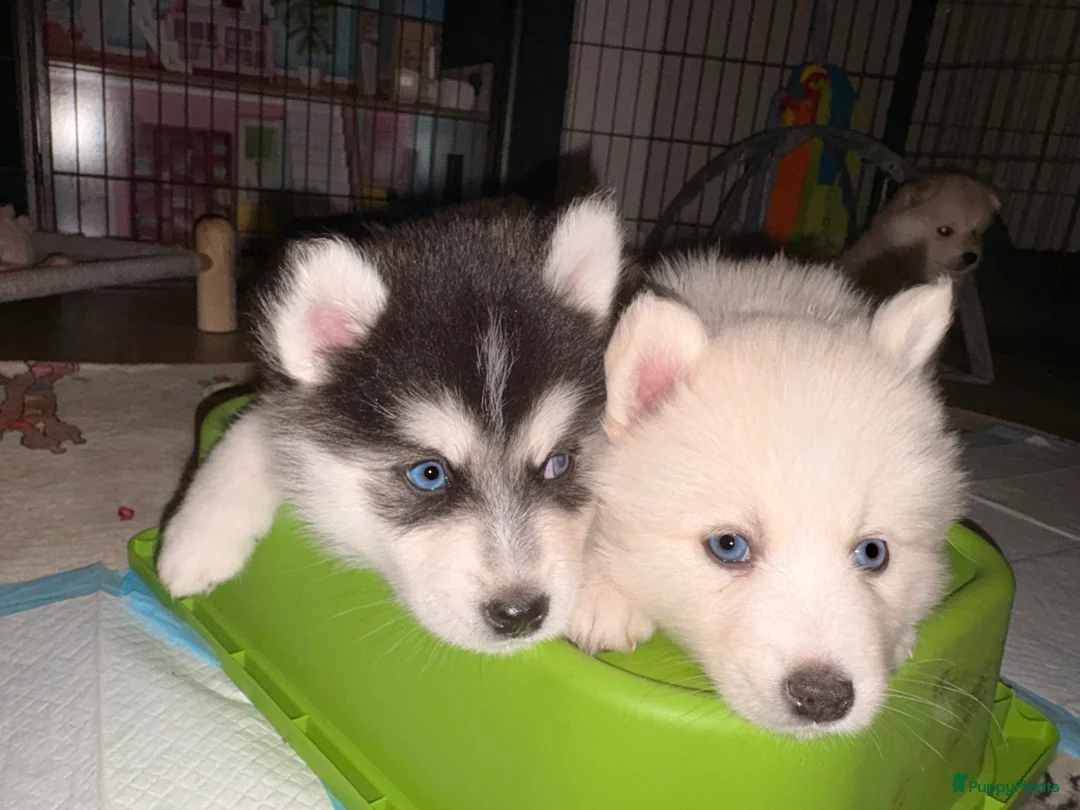 Pomsky honden te koop: Pomsky pups te koop –blauwe ogen–nog 1 beschikbaar - Advertentie 16