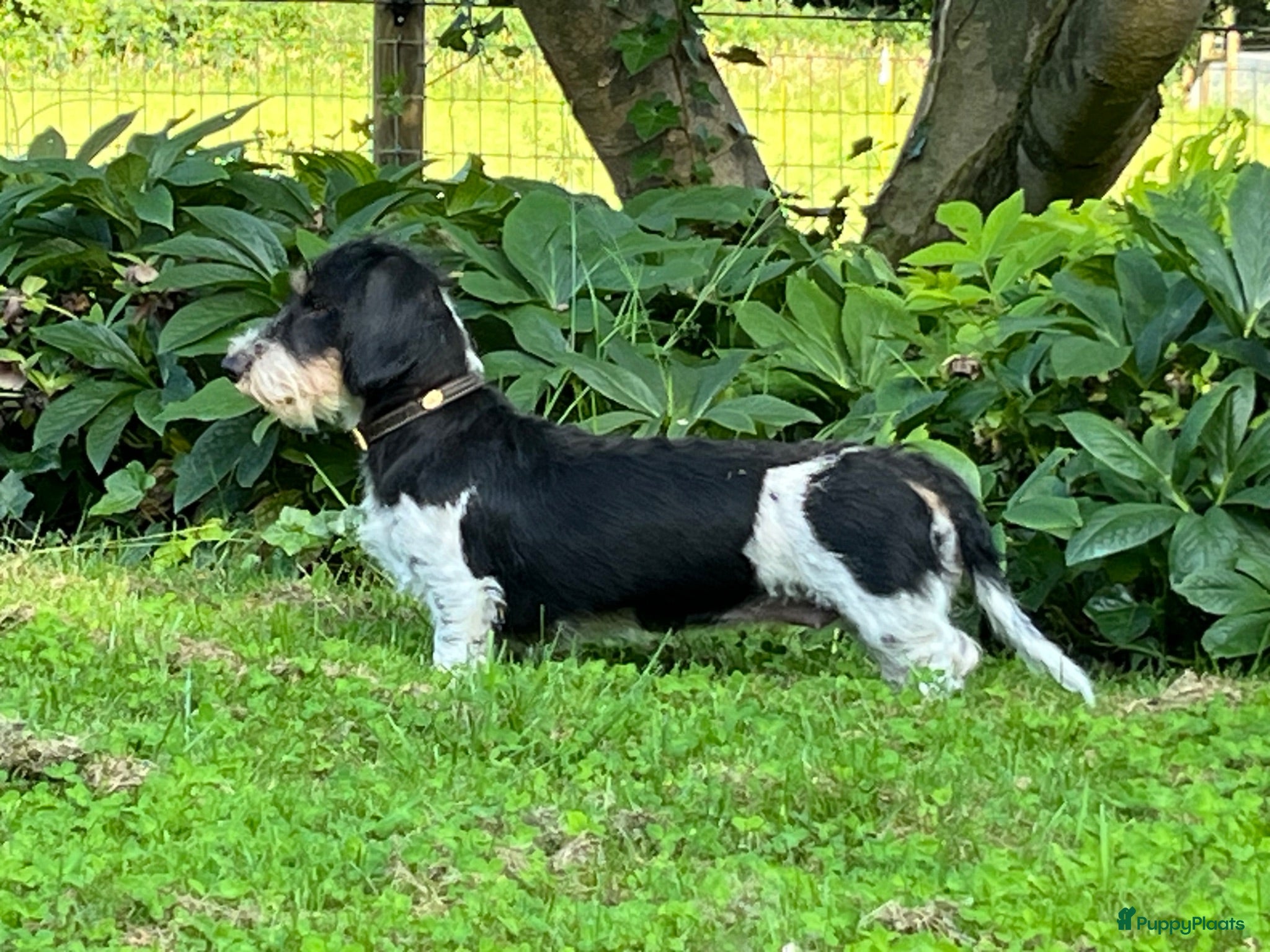 Ruwhaar Teckel honden Nest Ruwhaar Piebald Dwergteckels - Advertentie 2