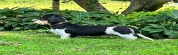 Ruwhaar Teckel honden te koop: Nest Ruwhaar Piebald Dwergteckels - Advertentie 5