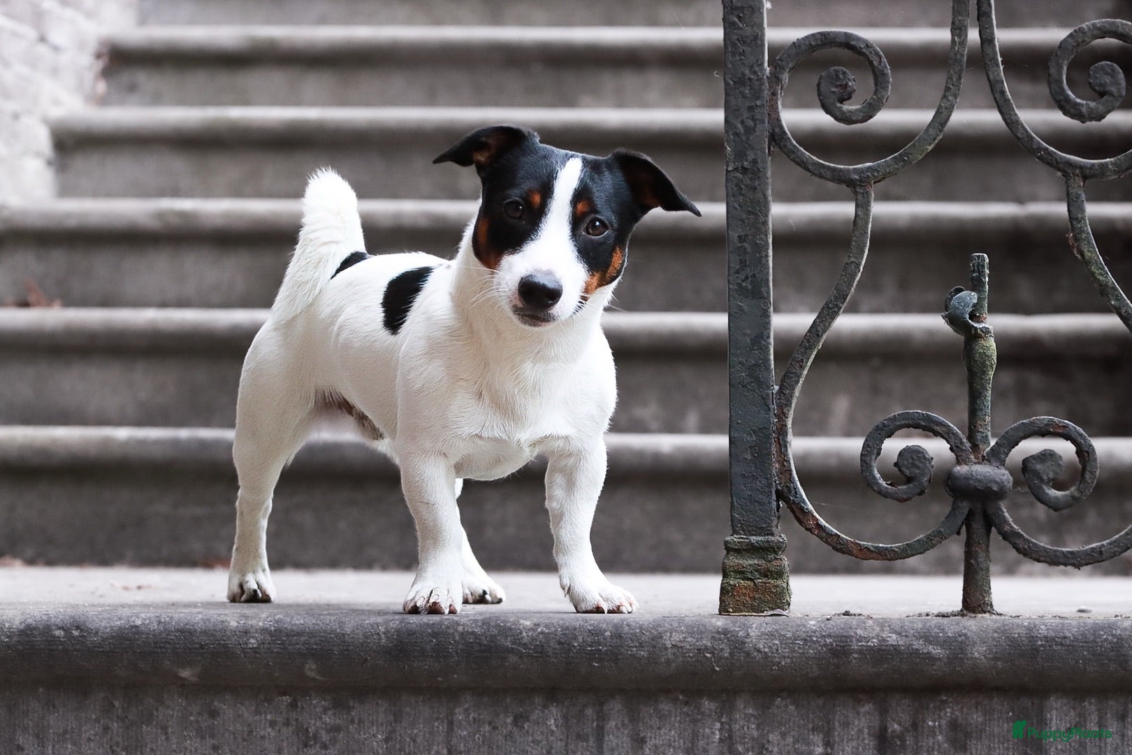 Jack Russel Terriër honden Dekreu Jack Russell Terriër tricoler - Advertentie 2