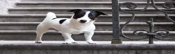 Jack Russel Terriër honden ter dekking: Dekreu Jack Russell Terriër tricoler in Oisterwijk - Advertentie 1