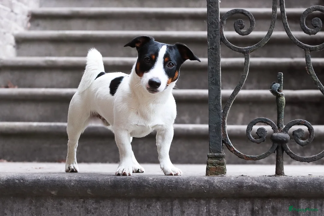 Jack Russel Terriër honden ter dekking: Dekreu Jack Russell Terriër tricoler in Oisterwijk - Advertentie 1