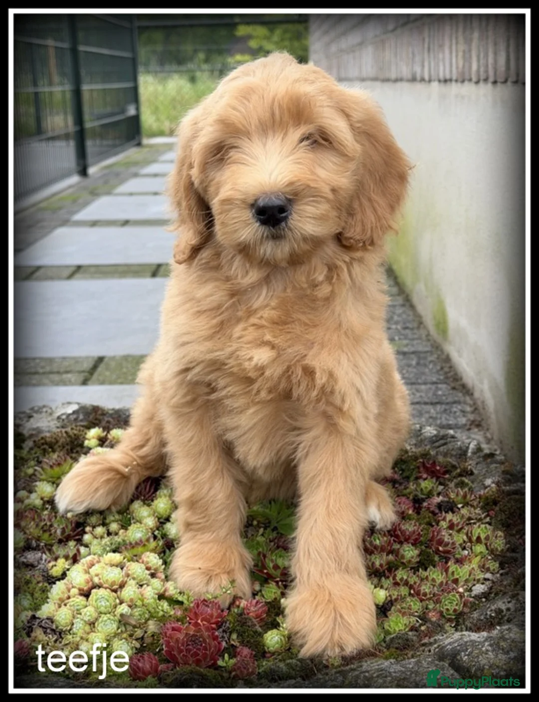 Labradoodle honden te koop: Labradoodle F4 medium pups Mogen het nest verlaten - Advertentie 2