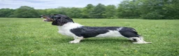Ruwhaar Teckel honden te koop: Nest Ruwhaar Piebald Dwergteckels - Advertentie 3