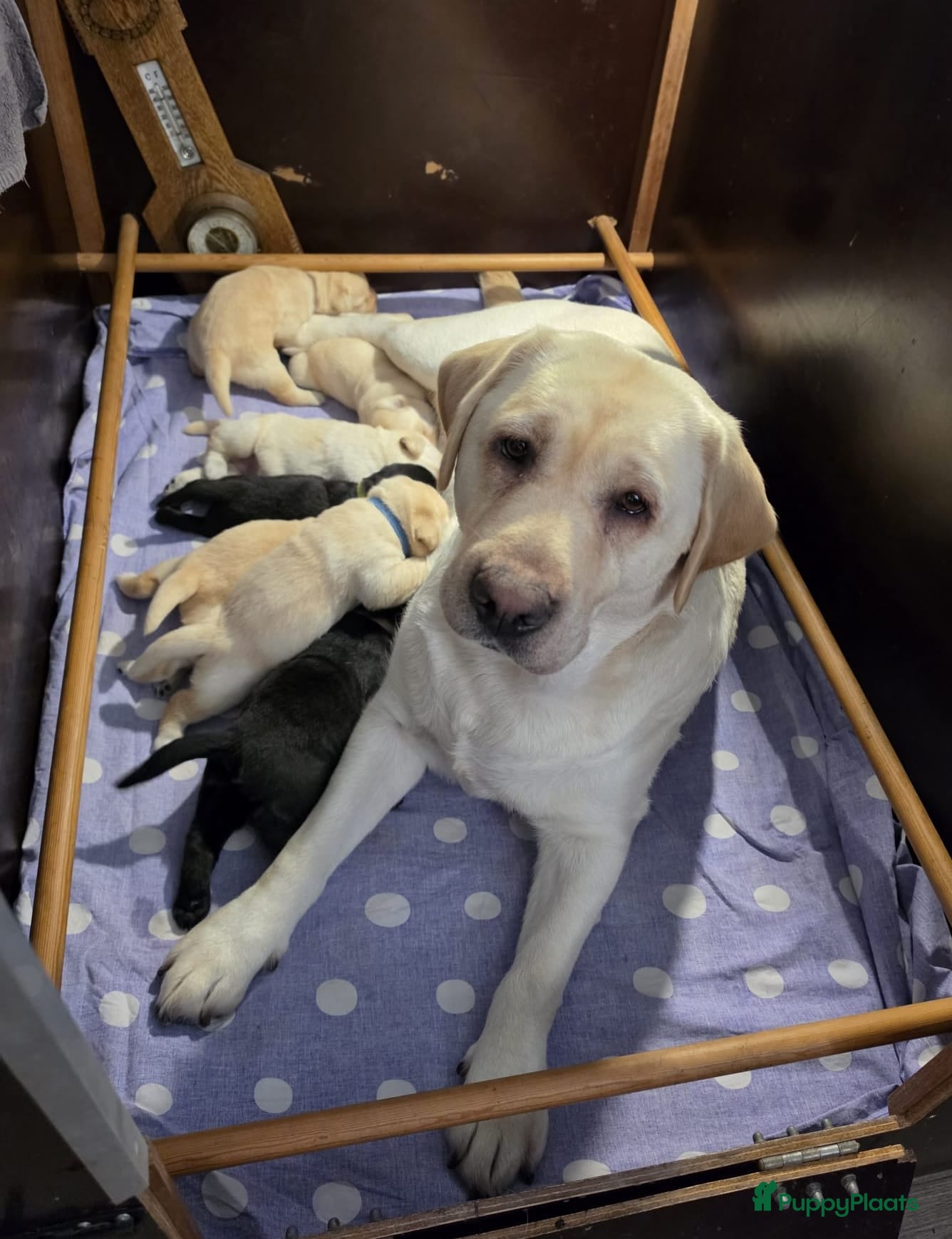 Labrador Retriever honden Prachtig zwart labrador reutje ! ♥ - Advertentie 2