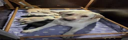 Labrador Retriever honden te koop: Prachtige blonde en zwarte labradorpups geboren! ♥ - Advertentie 2