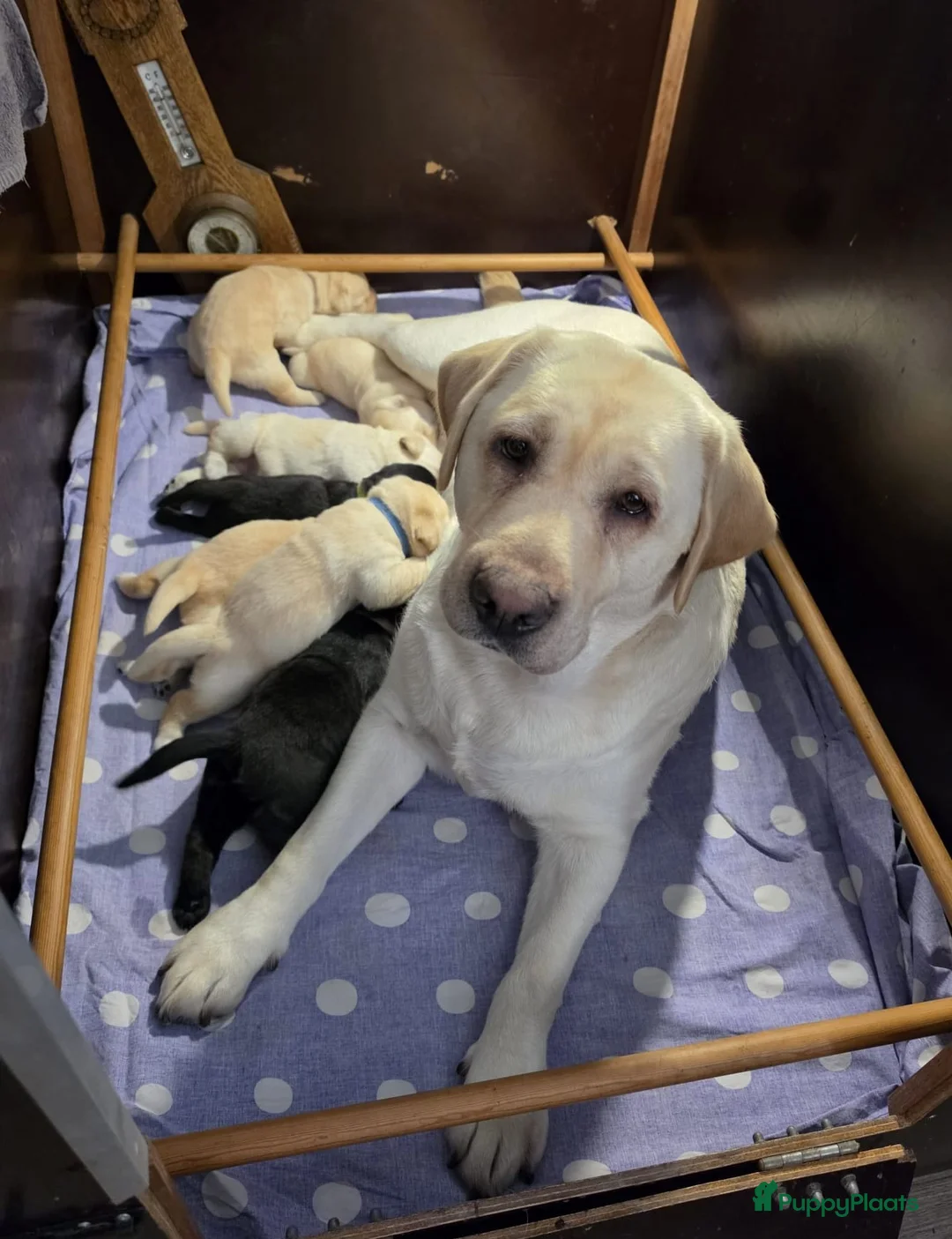 Labrador Retriever honden te koop: Prachtige blonde en zwarte labradorpups geboren! ♥ - Advertentie 2
