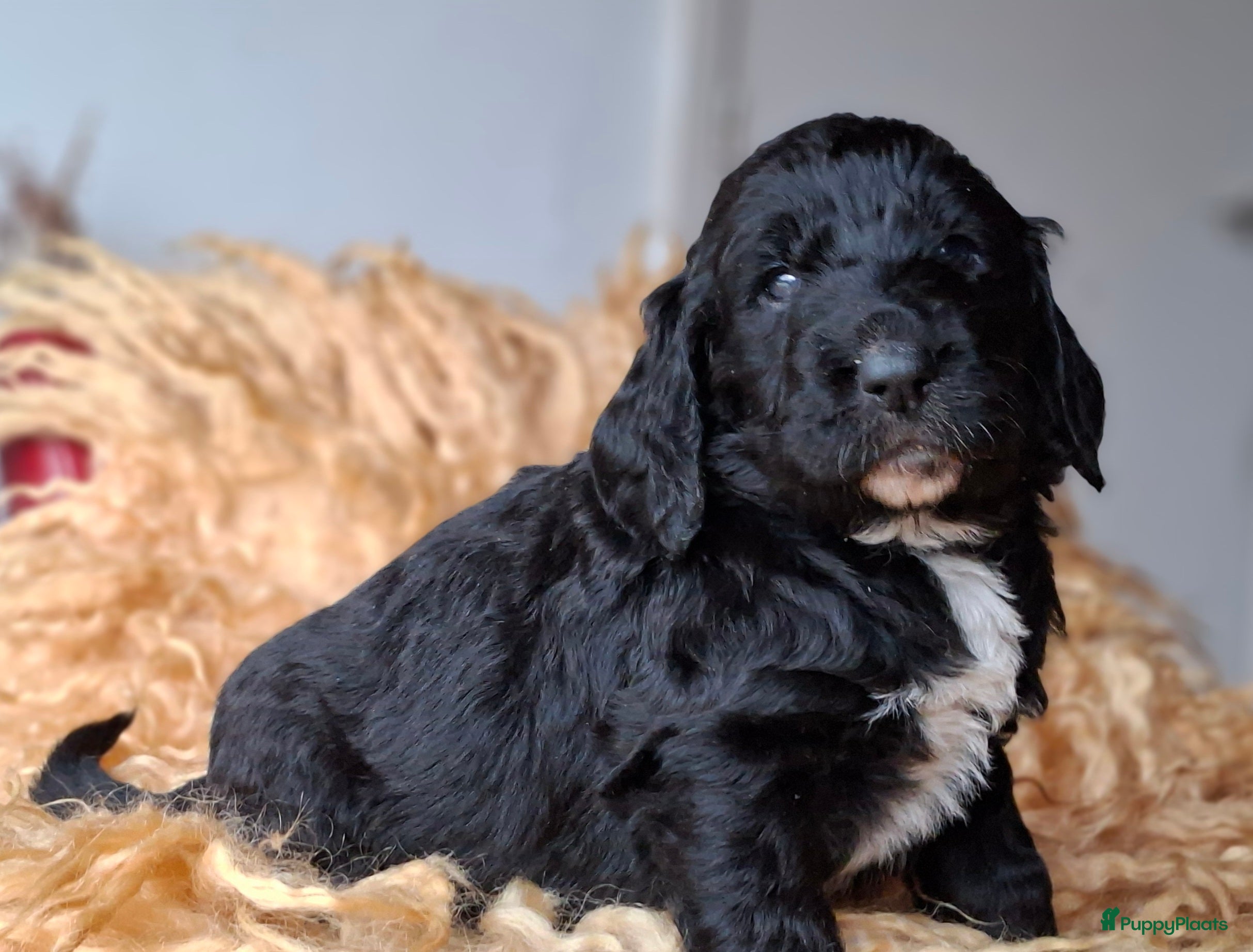 Kruising honden Labradoodle x Bloedhond / Zwitserse Senner pups - Advertentie 1