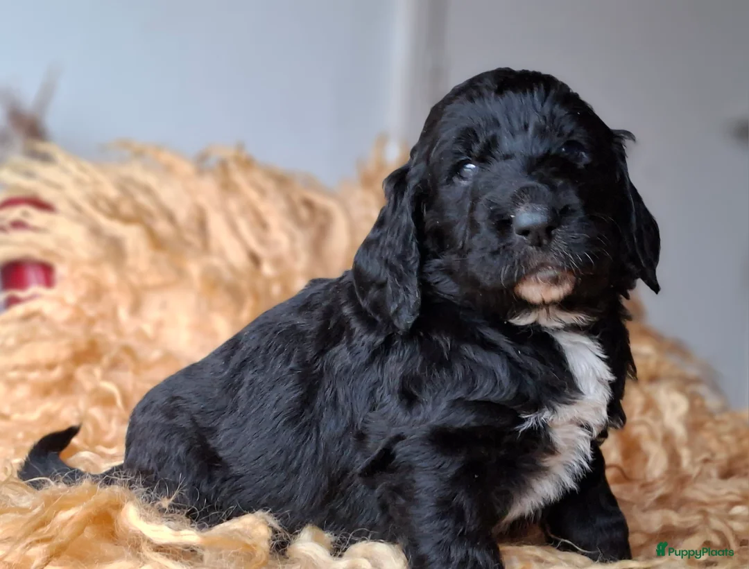 Kruising honden te koop: Labradoodle x Bloedhond / Zwitserse Senner pups - Advertentie 1
